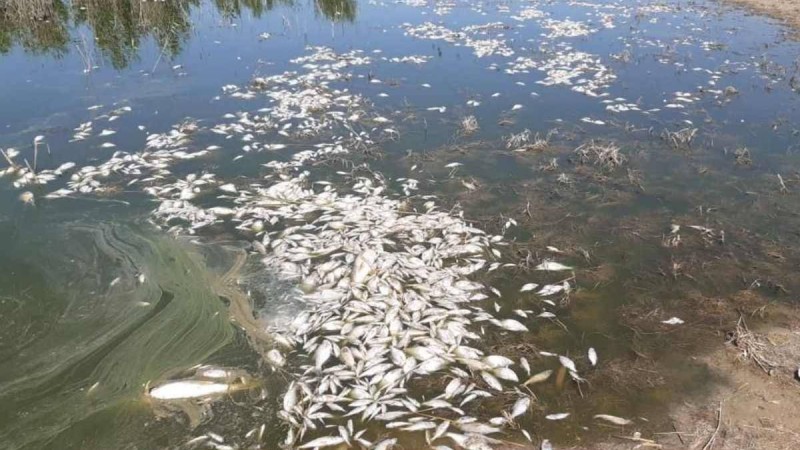 Атырау облысында балықтар жаппай қырылды