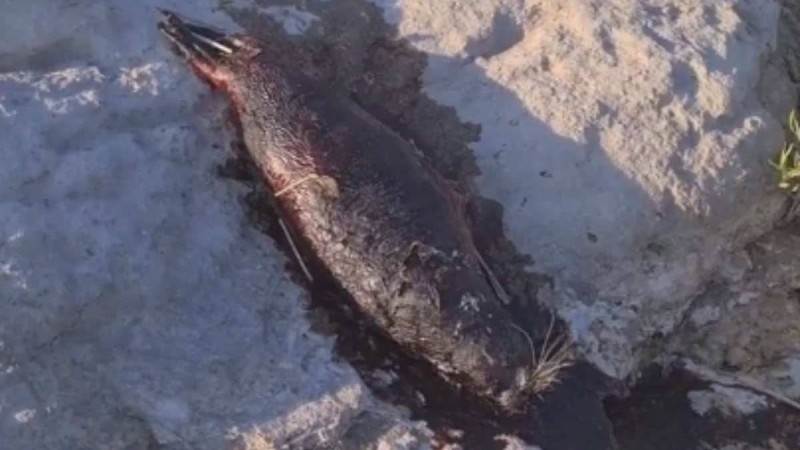 Ақтаудағы итбалықтардың өлексесіне қатысты министрлік түсініктеме берді