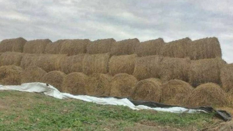 Түркістан облысында еріктілер жинаған жем-шөпті жергілікті шенеуніктер Маңғыстау облысына өз атынан жібермек болған