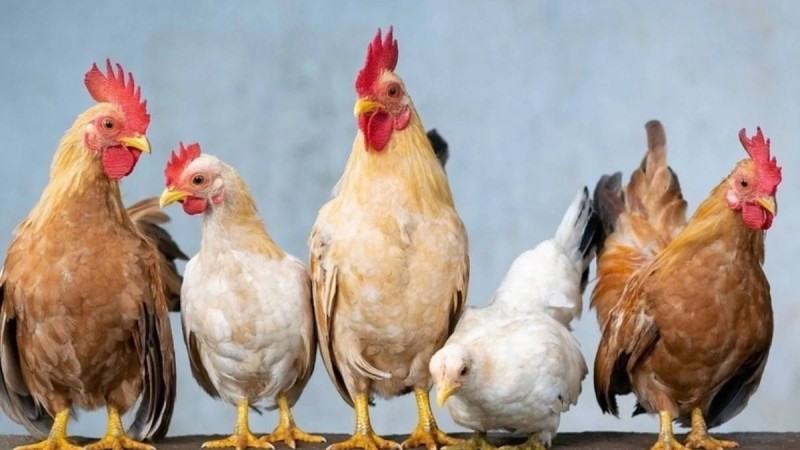 Әнші сахнада тауықтың тамағын кесіп, қанын ішкені үшін істі болды