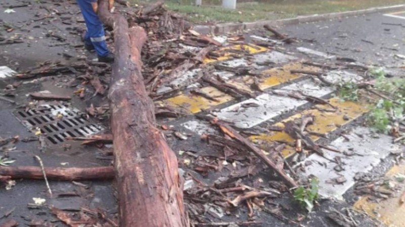 Алматыда жел тұрып, құлаған ағаш 16 көлікті қиратты