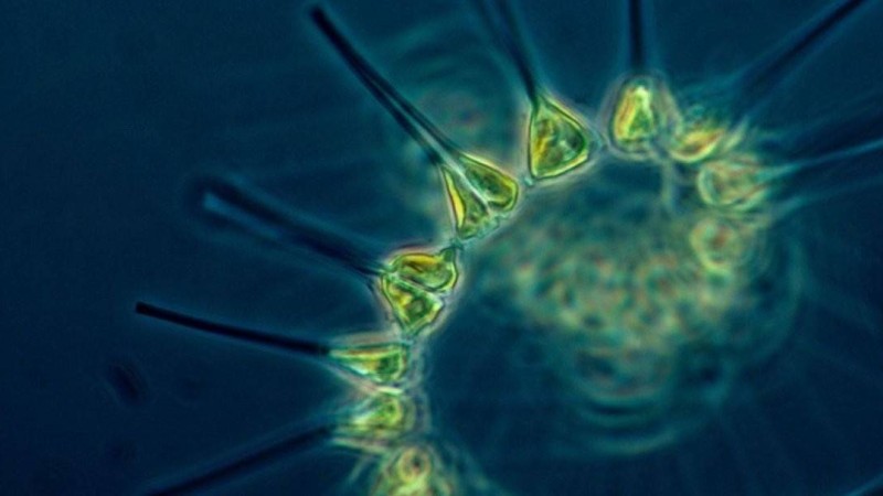 Ғалымдар тарихта алғаш рет үш жынысты организмді ашты