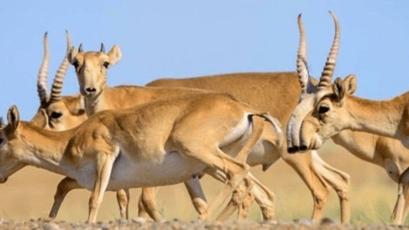 Елімізде ақбөкендердің жаппай қырылуы болжануда