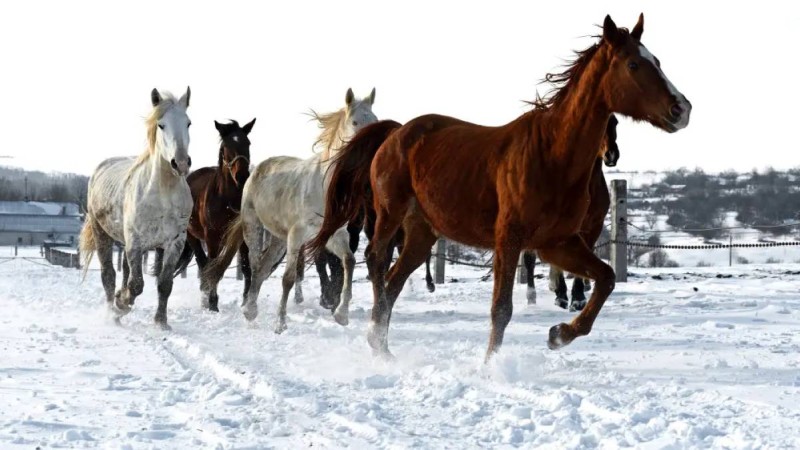 Полиция мал ұрлығымен айналысқан қылмыстық топты ұстады