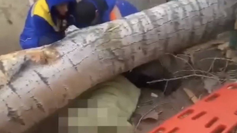 Павлодарда ағаш құлап, әйел ажал құшты