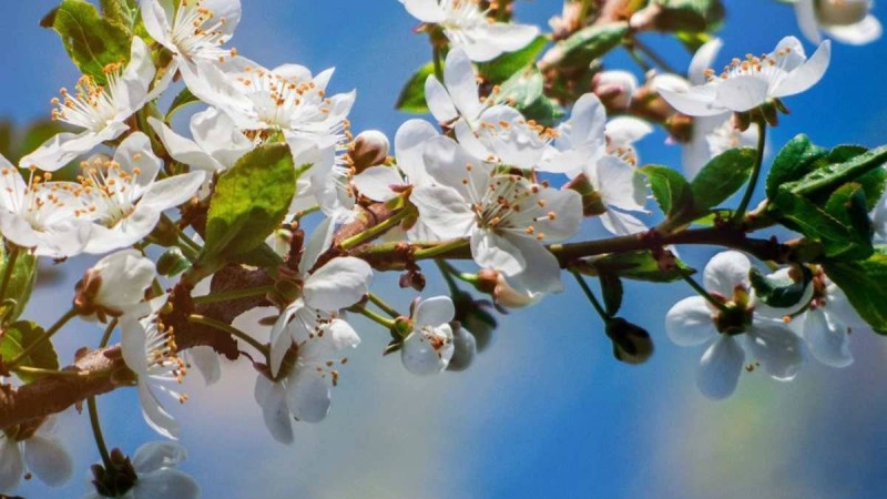 Алдағы күндері ауа райы 26 градусқа дейін күрт ысиды