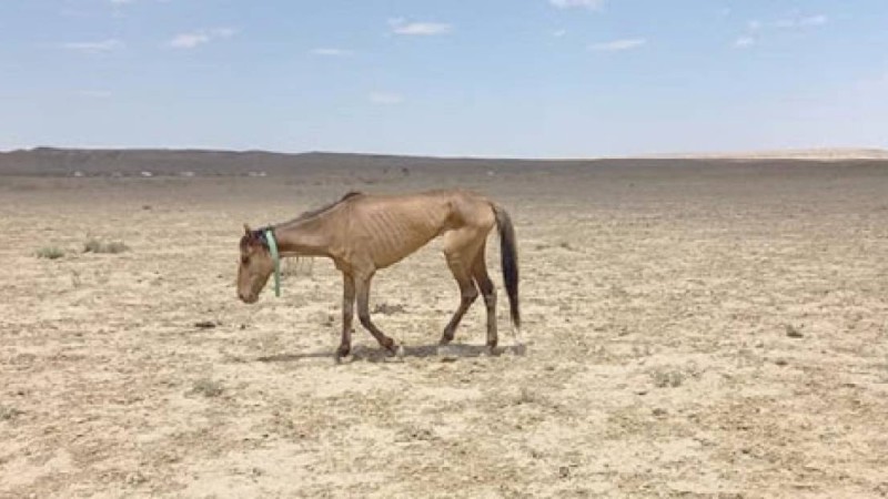 Батыстан басталған жұт бүгінде Оңтүстікке жетті, үкімет әлі үнсіз...