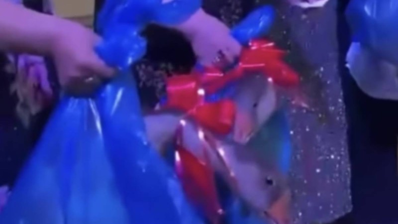 «Масқара!». Тойда қонақтарға тірі қаздар таратылды