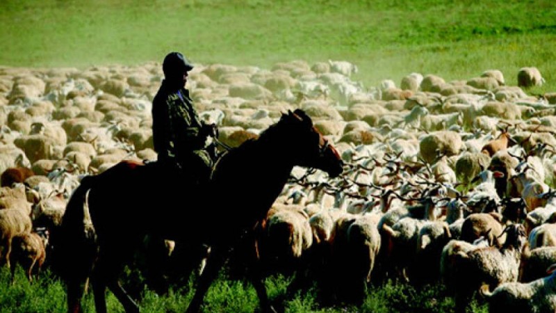Жамбыл облысында екі әйелді айуандықпен өлтірген қойшының денесі табылды