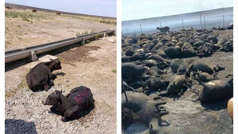 "Адамдар тас үйге шығып аман қалған": Қарағанды облысында жайлауда жас жігіт өліп, жүз шақты мал қырылған