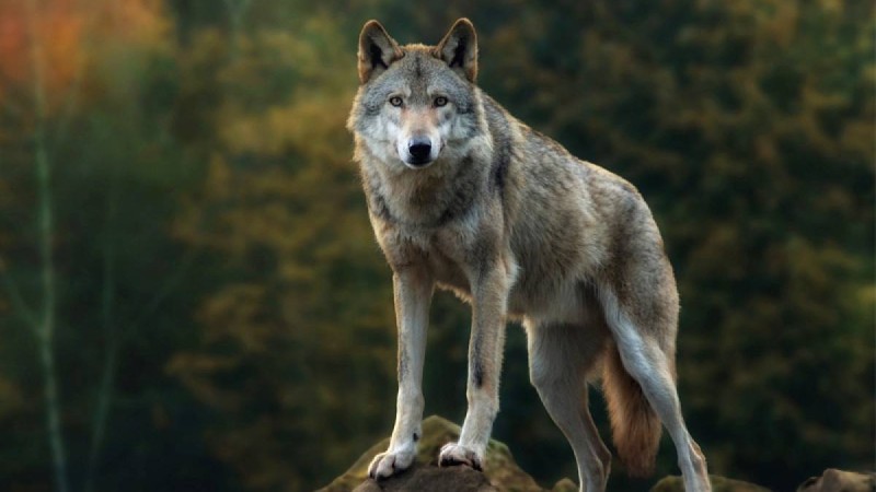 Қостанайда қасқырмен арпалысқан әйел көз жұмды – оқиғаның мән-жайы