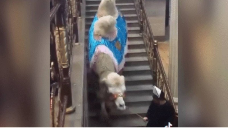 «Дарақылықты қашан қояды екен»: тойханаға түйесін кіргізе алмай тұрған адам сынға ұшырады