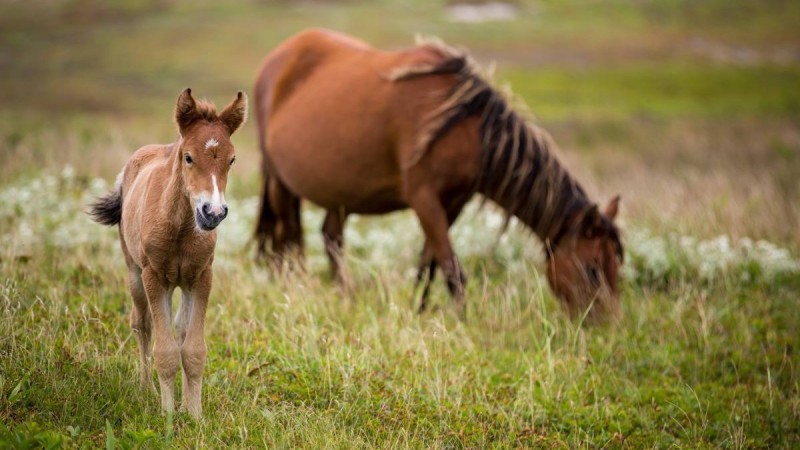 Қарағанды облысында екі аяқты құлын туды