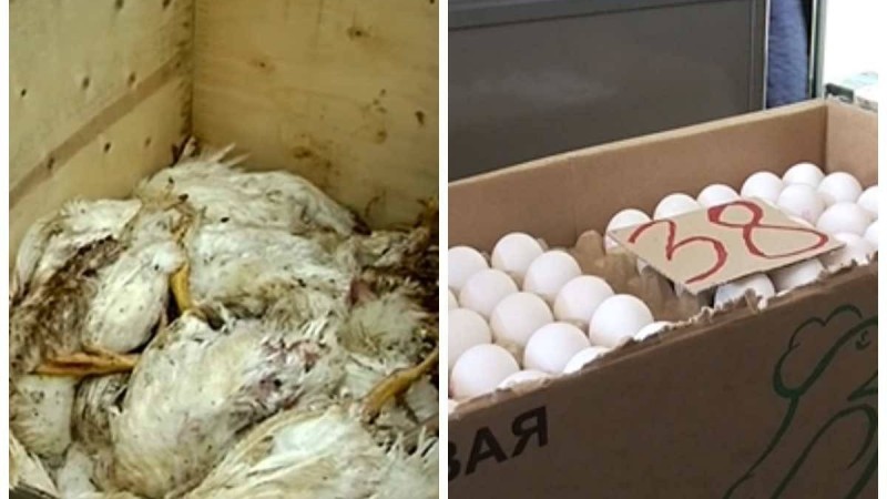 Жұмыртқа бағасы 1000 теңге: Құс фабрикаларының баға туралы түсінік берді