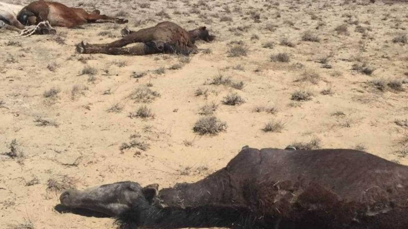 Құрғақшылық Жамбыл облысына да жетті: Мал жаппай қырылып жатыр