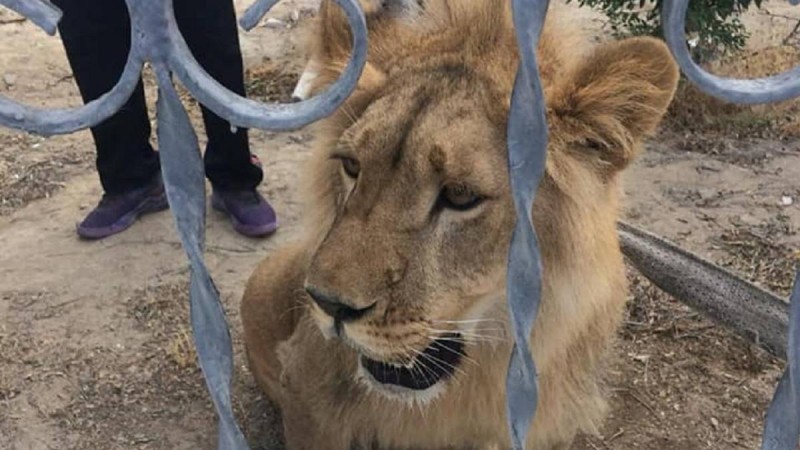 Ақтауда жүрген арыстанның иесі түрмеге отыруы мүмкін