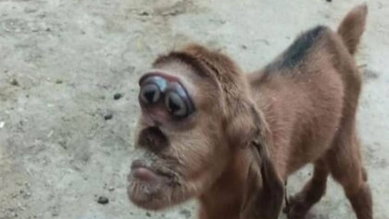 Тұмсығы маймылға ұқсас лақ ауыл тұрғындарын шошытты