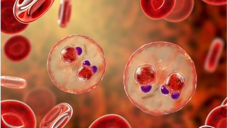 Карантин Оңтүстік-Шығыс Азияда жаңа қауіпті аурудың өршуіне себеп болды