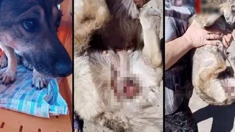 "Бүгін – зоофил, ертең – педофил". Таразда ер адам итті зорлаған