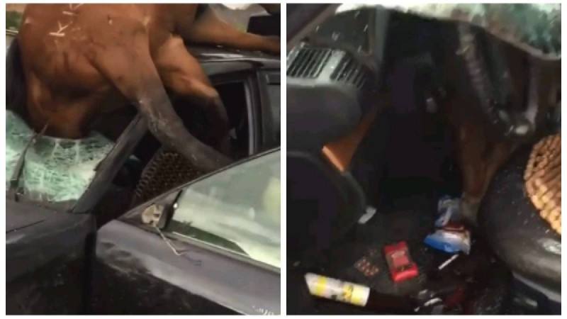 Көлсайға барар жолда жылқы көліктің әйнегіне кептеліп қалды (видео)