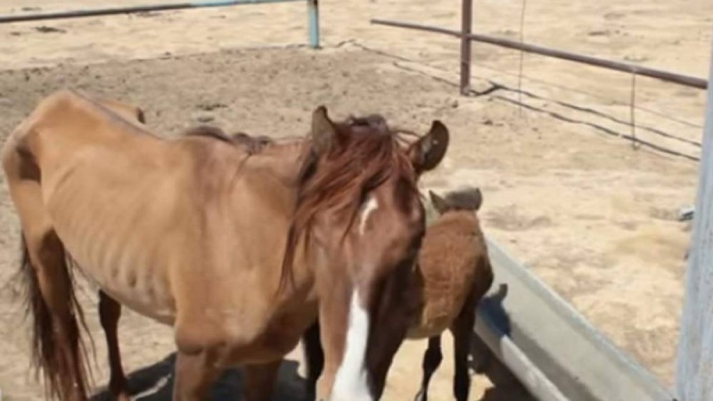 Маңғыстау облысында малмен ғана күн көріп отырған ауылдар ашаршылықтың алдында тұр