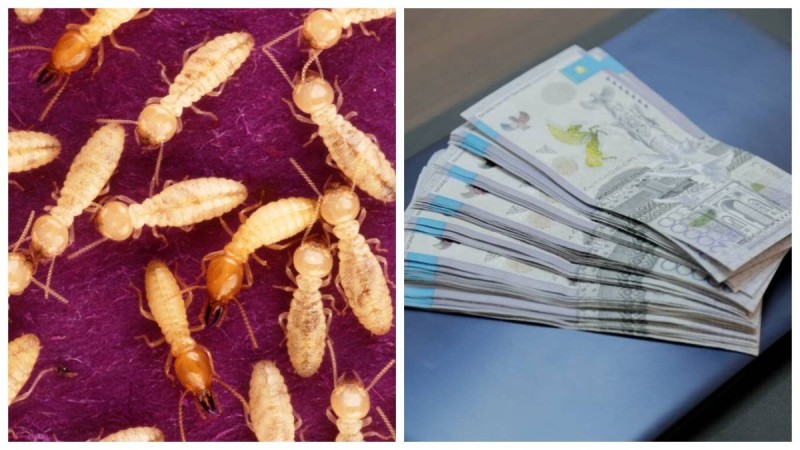 "Термиттер Ұлттық банктің қоймасындағы 2 трлн теңгені жеп қойды": Ақпарат желіде қызу талқыланып жатыр