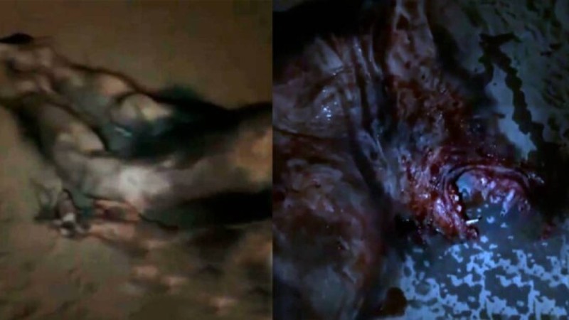 Қазақстандықтар Қордайда адамдар қағып кеткен құбыжықты талқылап жатыр