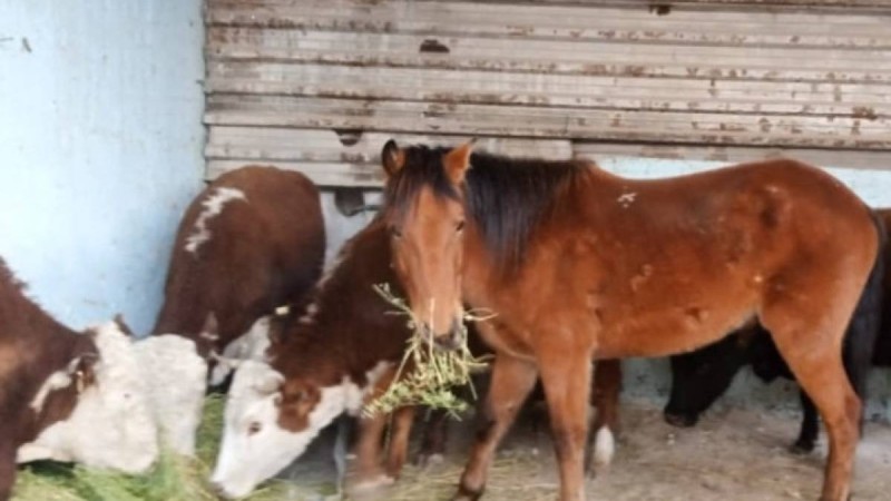 Мал жаппай арзан бағамен сатылады, ет пен сүт қымбаттауы мүмкін - «Атамекен»