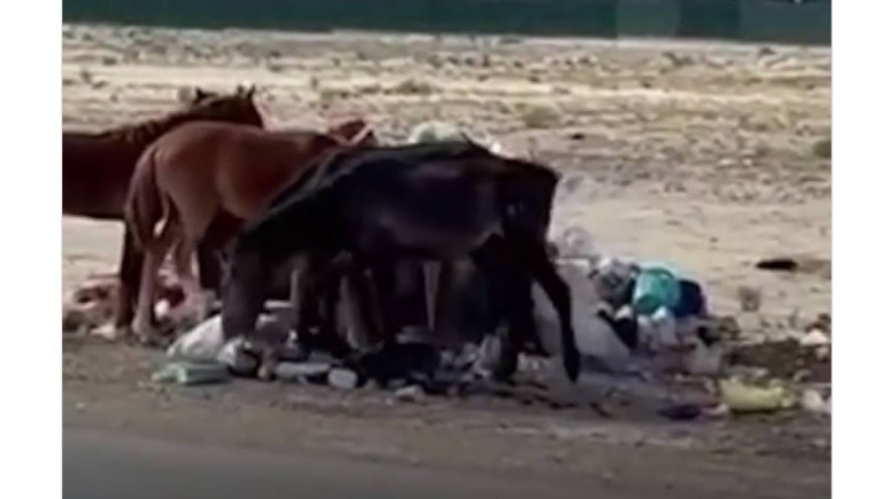 Қоқыс пен картон жеп жатыр: Маңғыстауда түсірілген видео жылдам таралып кетті