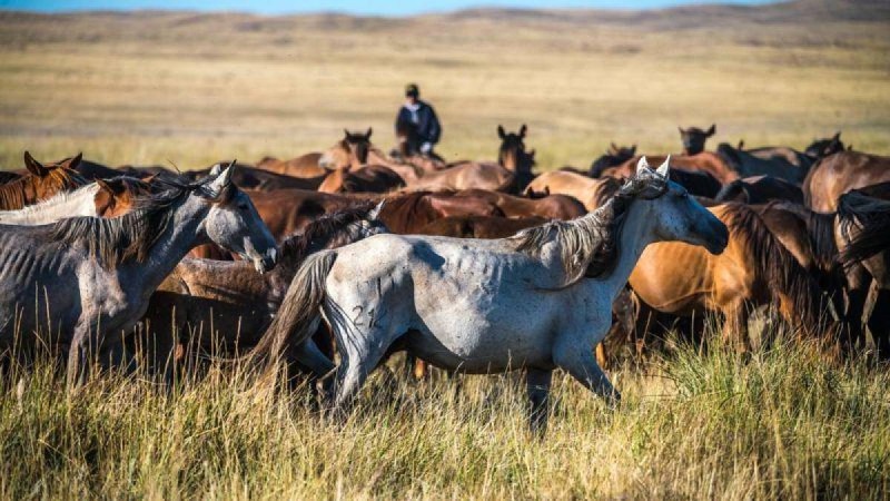 Депутат Ардақ Назаров малшылардың зейнетке шығу жасын төмендетуді ұсынды