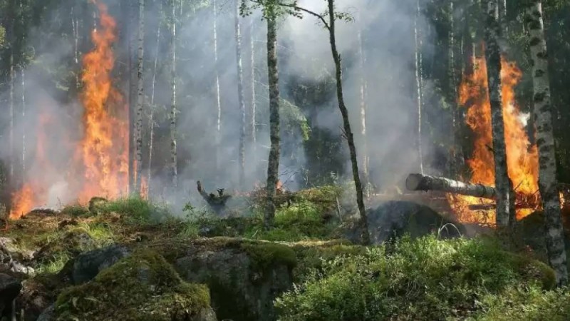 Абай облысындағы өрттен бәріміз сабақ алуымыз керек - Президент