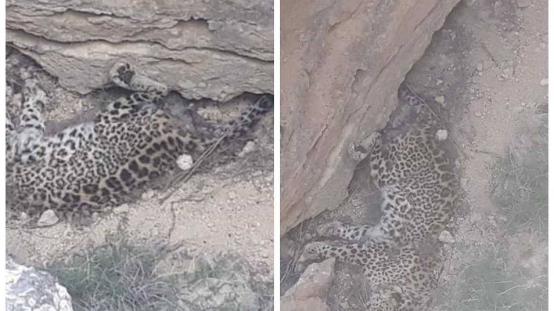 Қызыл кітапқа енген жануар: Маңғыстауда өлі қабылан табылды (видео)