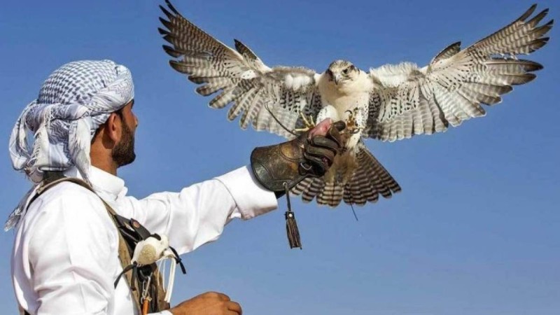 Ел Үкіметі араб шейхтары үшін аң аулау маусымын ашпақ