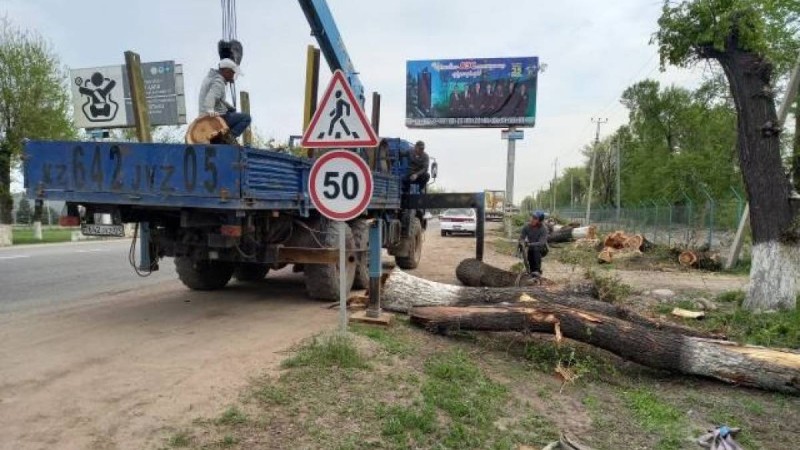 Жол бойында кесілген ағаштар: “Шин-Лайн” компаниясы мәлімдеме жасады