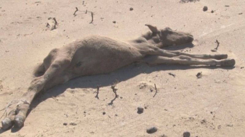 Маңғыстаудағы қуаңшылық мәселесін шешуге 204 миллион теңге бөлінді