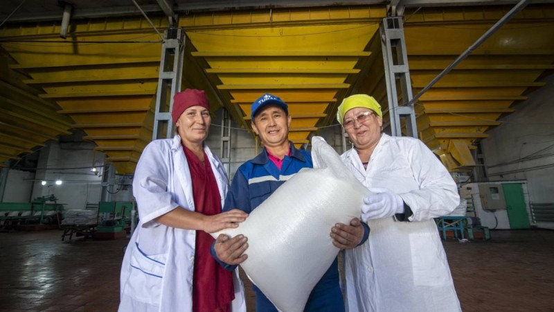 Жетісу облысы биыл қызылшадан 47 мың тонна қант өндіруді жоспарлап отыр