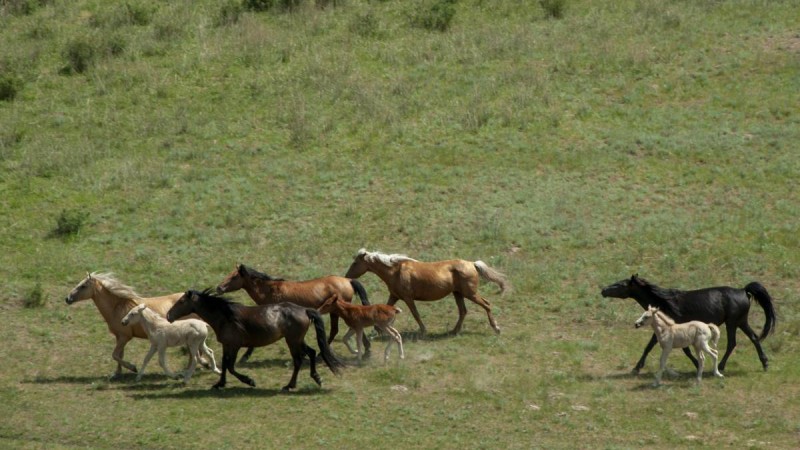 Жетісу облысында ет өндірісі 28,6 мың тоннаға, сүт өндірісі 87,3 мың тоннаға жетті