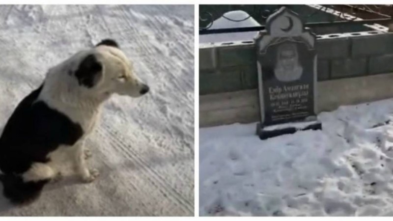 Алматы облысында иесінің зиратын күзеткен "Хатико" жұртты сүйсіндірді (видео)