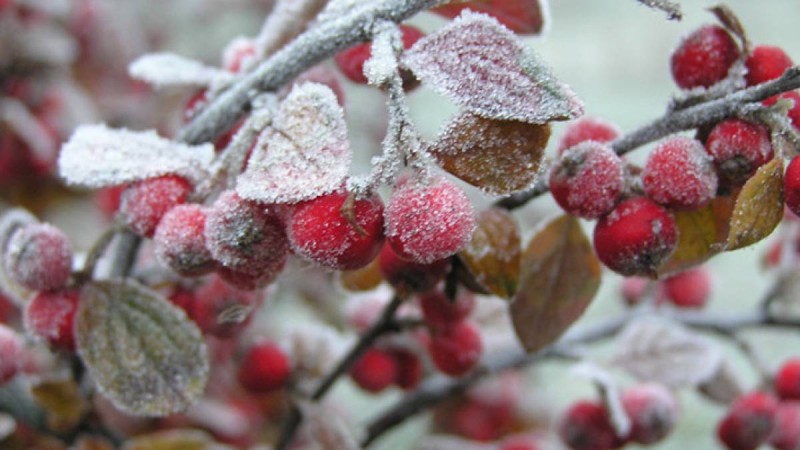 Демалыс күнгі ауа райы: Еліміздің кей өңірінде 7 градусқа дейін үсік жүреді