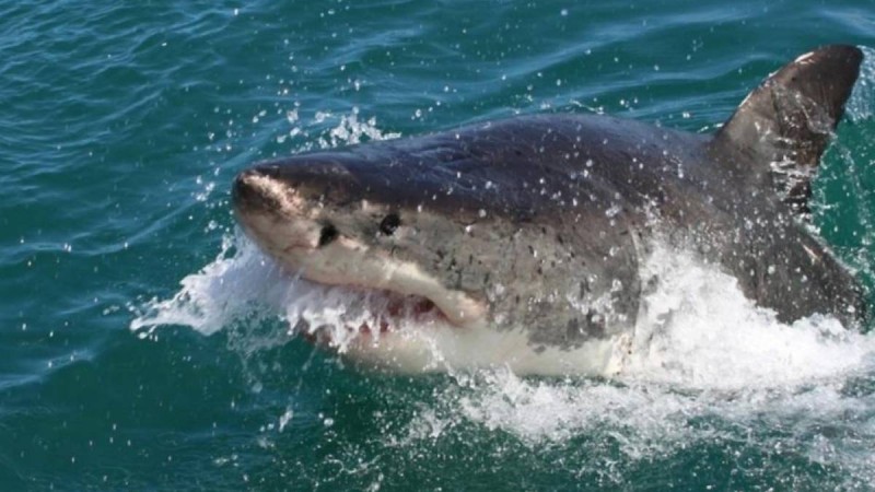 Египетте жағажайда демалып жүрген ресейлік азаматты акула жеп қойды (видео)