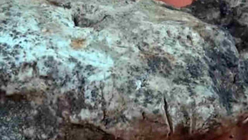 Балықшылар балықтың ішінен бағасы $1,5 млн болатын құнды зат тауып алды