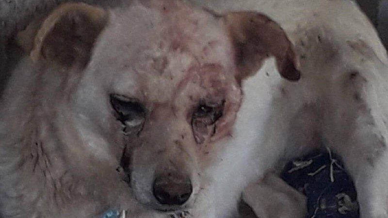 Ағашқа байлап, балтамен ұрған: жүкті әйелдің жауыздығы жұрттың жағасын ұстатты