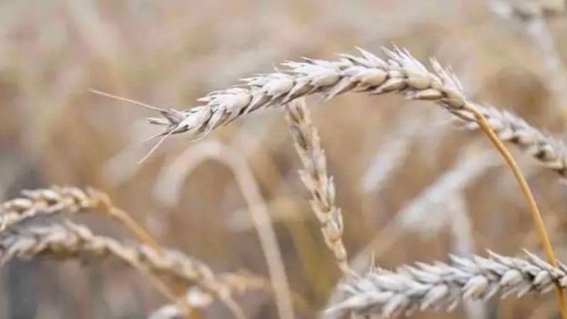 Ғалымдар «Кудесница» атты бидайдың жаңа түрін таныстырды