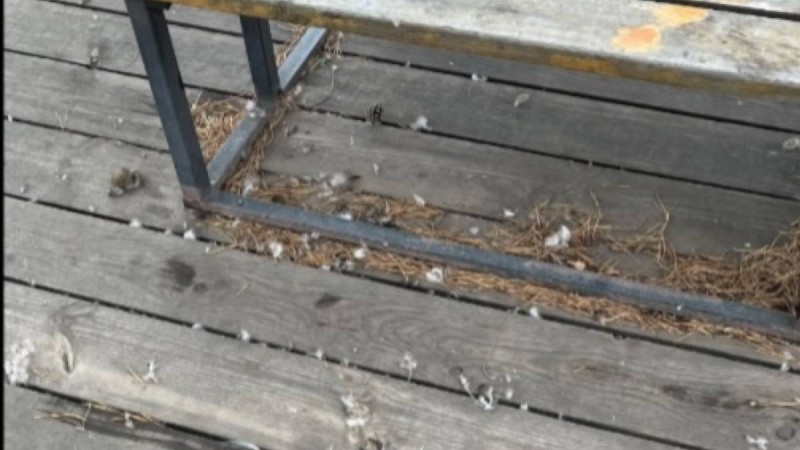 Астанада ер адам баланың көзінше үйректерді бөлшектеген: полиция жауап берді