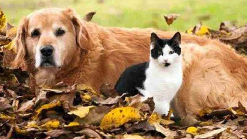 Қаңғыбас мысық тістеген: Маңғыстау тұрғыны құтырудан көз жұмды