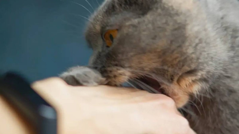 Маңғыстау тұрғыны қаңғыбас мысықтың тістегенінен көз жұмды