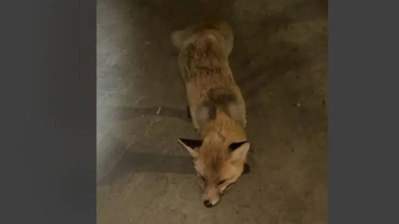 Қостанай облысында жабайы түлкілер адамдарға шабуылдай бастаған