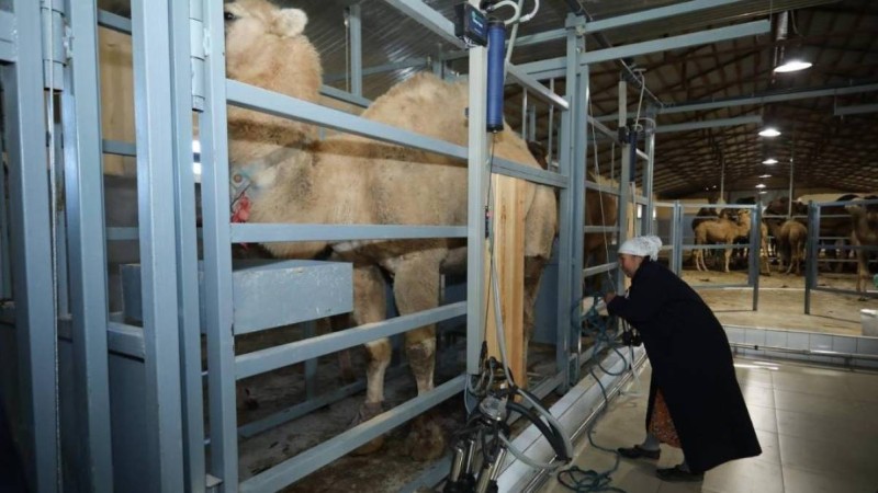 Қазақстанда алғаш рет түйе сүтін автоматтандырылған әдіспен сауатын цех жұмысын бастады