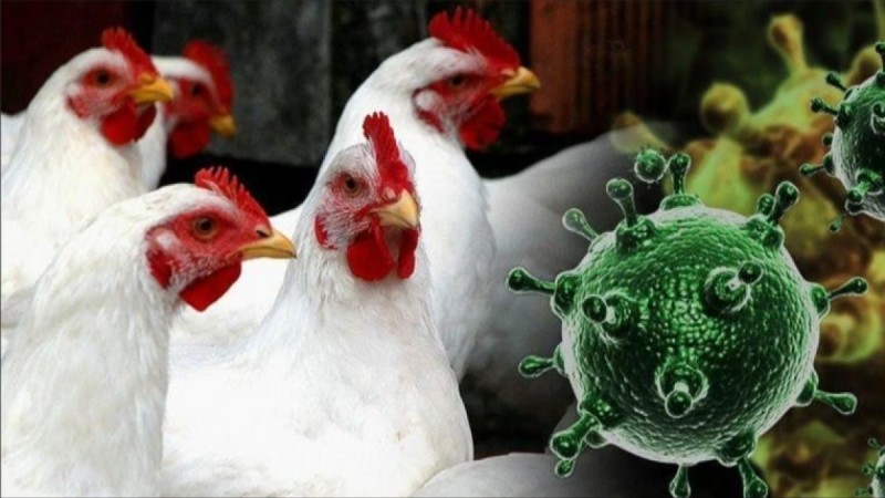 H5N5 түріндегі құс тұмауынан алғашқы адам өлімі тіркелді