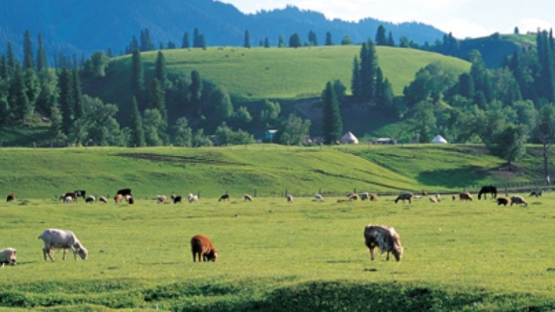 Алматы облысында экс-әкімнің ұлы қала аумағындай жерге иелік етеді: облыс әкімі не дейді